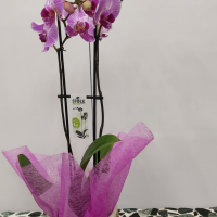 Orchidea phalenopsis con vaso