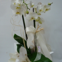 Orchidea phalenopsis Sweet