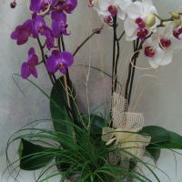 Orchidea phalenopsis double