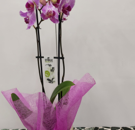 Orchidea phalenopsis con vaso ceramica