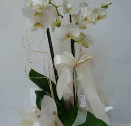 Orchidea phalenopsis Sweet