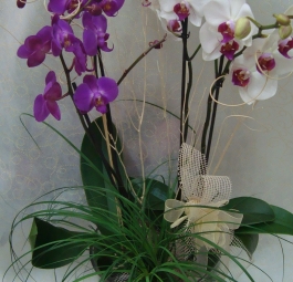 Orchidea phalenopsis double