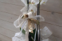 Orchidea Phalenopsis in vetro
