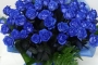 Blue roses - NON DISPONIBILE
