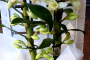 Orchidea Dendrobium -NON DIPSONIBILE