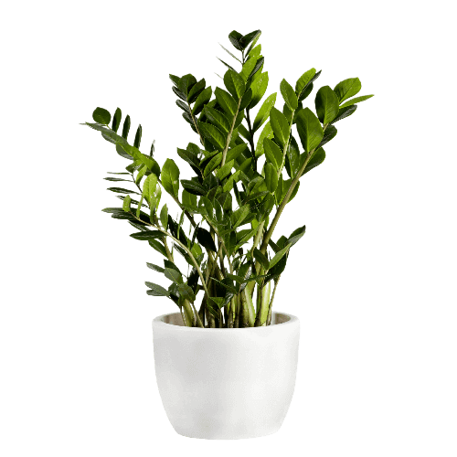 Zamioculcas