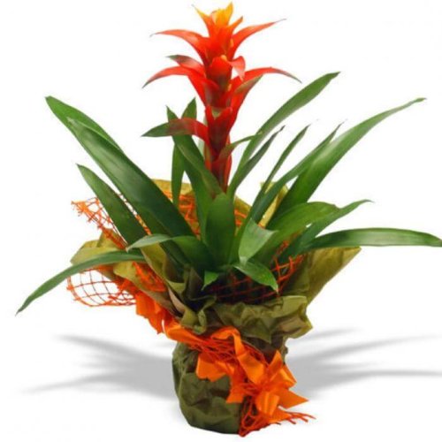 Pianta di bromelia artistica