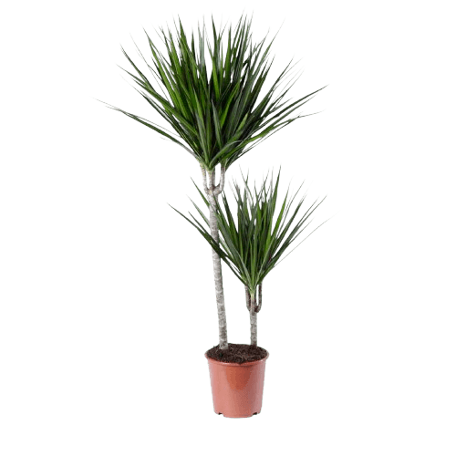 Pianta di dracaena marginata