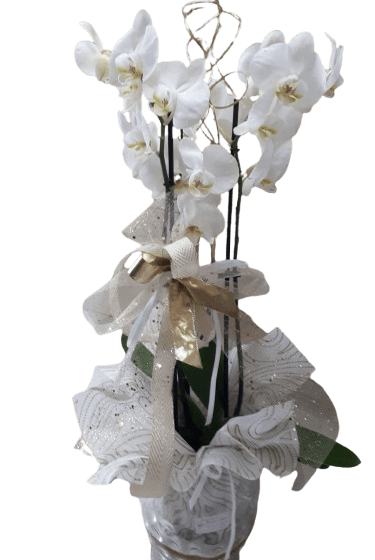 Orchidea phalenopsis in vetro