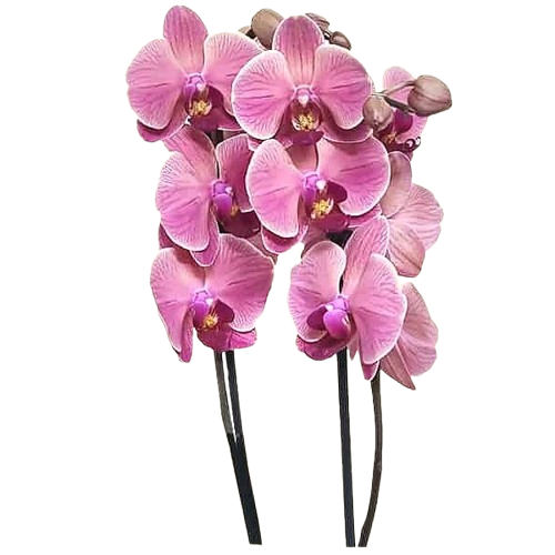 Pianta di orchidea pahalenopsis confezionata