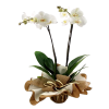 Pianta di orchidea pahalenopsis confezionata