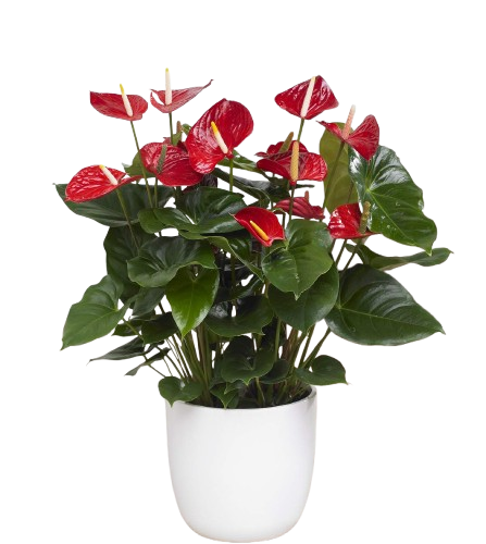 Pianta di anthurium