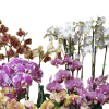 Pianta di orchidea pahalenopsis confezionata