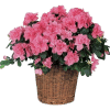 Pianta di azalea
