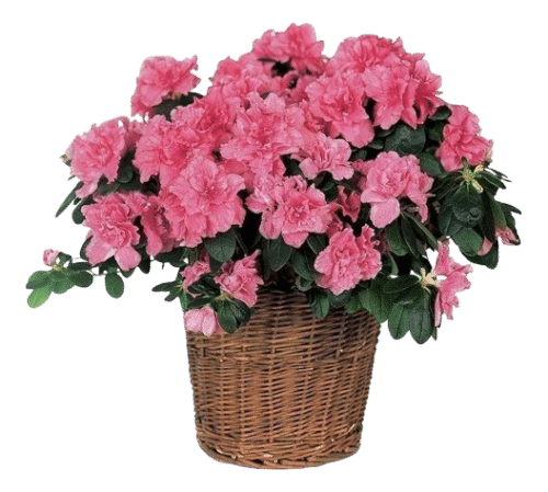 Pianta di azalea