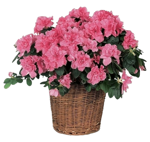 Pianta di azalea