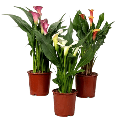Pianta di calla