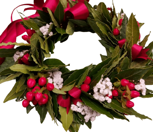 corona laurea Corona alloro white and red